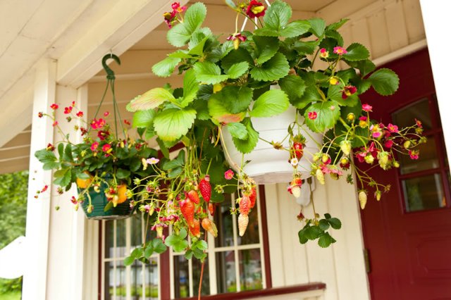 Как выращивать ремонтантную клубнику на балконе?