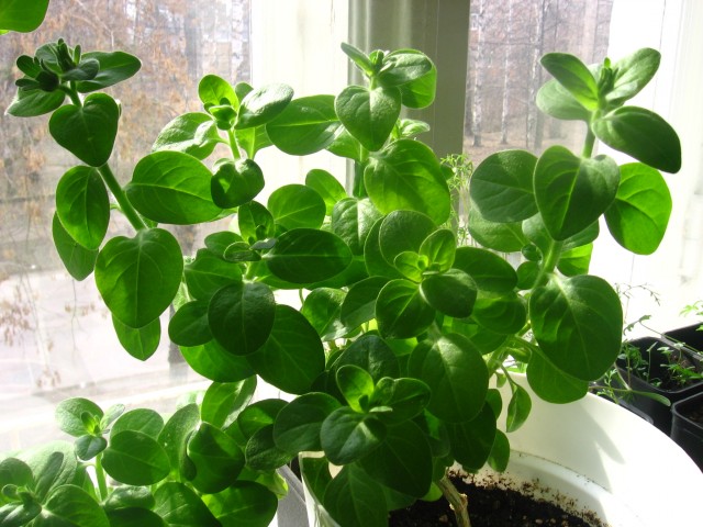 Можно ли выращивать петунию как комнатное растение зимой?