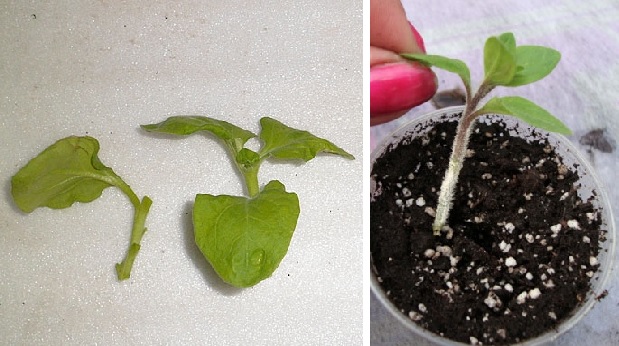 Можно ли выращивать петунию как комнатное растение зимой?