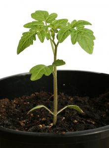 Как выращивать рассаду томатов в домашних условиях?