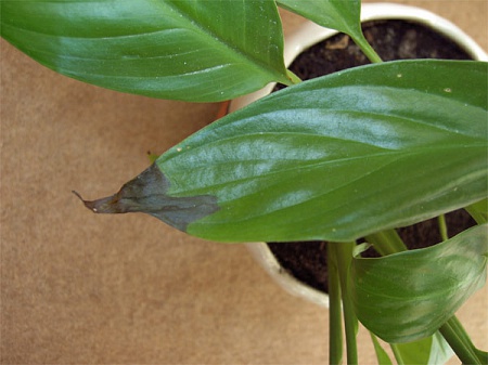 У спатифиллума сохнут листья от перекорма удобрениями