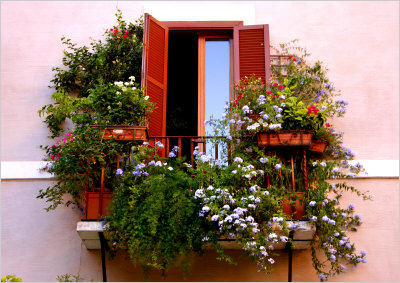 какие цветы лучше посадить на балконе