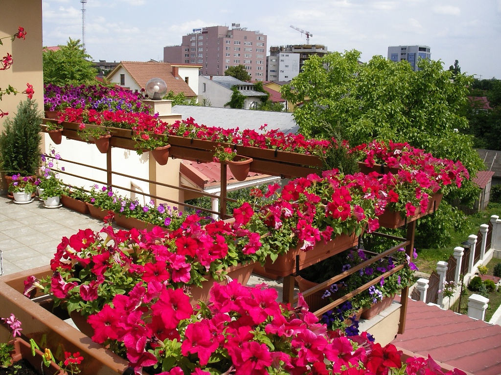Разнообразные сорта петунии - цветы для южного балкона