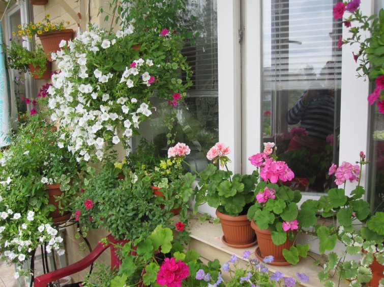 Выращивание цветов на балконе