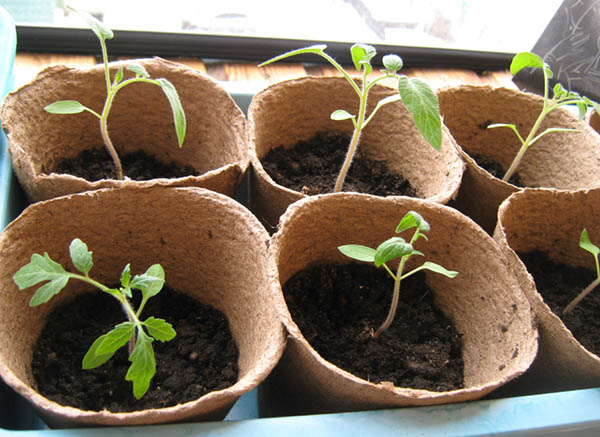 Рассада помидор в домашних условиях: как вырастить рассаду томатов наподоконнике
