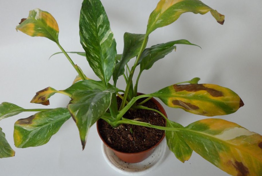 Спатифиллум: сохнут листья при охлаждении корней