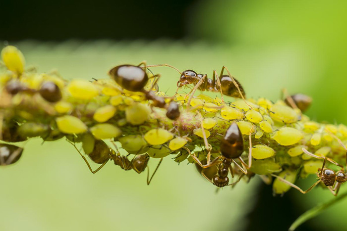 Разносчиками тли обычно становятся садовые труженики - муравьи 
