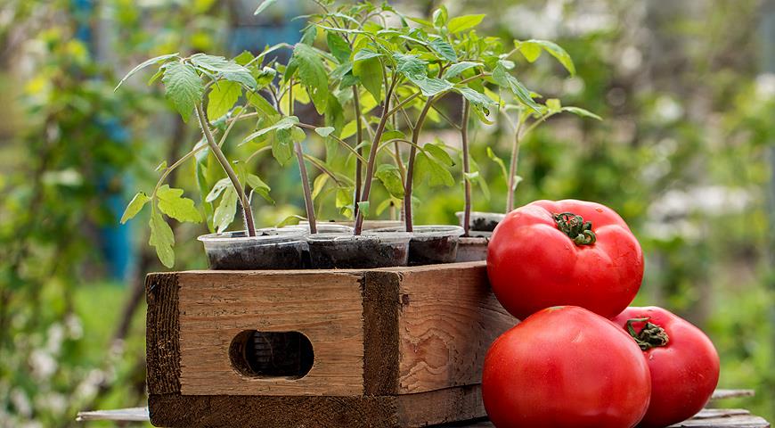 Здоровая рассада помидоров - залог богатого урожая