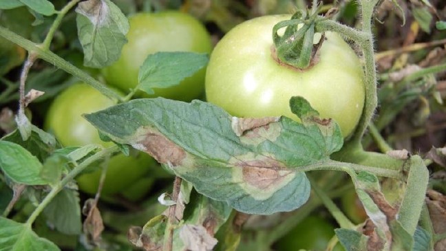 Фитофтора на помидорах: как бороться в теплице и открытом грунте