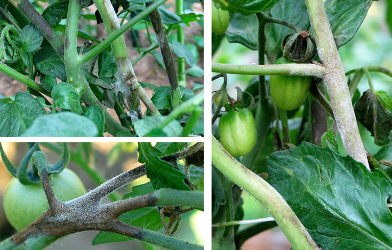 Как определить фитофтору на помидорах на ранней стадии фото
