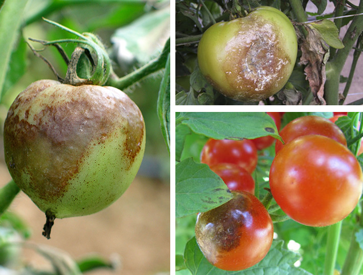 Темные пятна на плодах помидор при поражении фитофторой