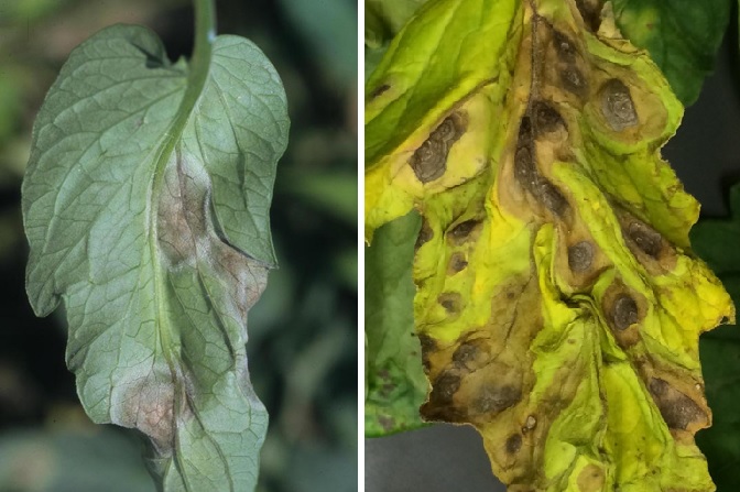 Разница в поражении листьев при фитофторе и альтернариозе