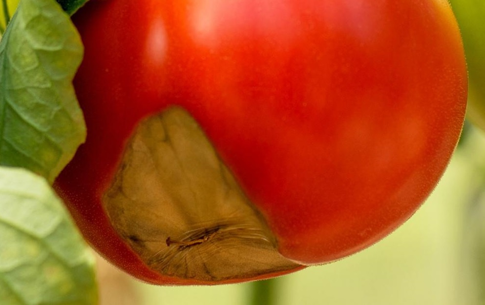 Вершинная гниль на томатах - фото крупным планом