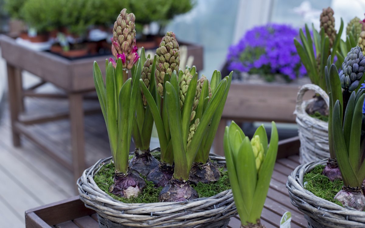 Гиацинт в горшке — уход за весенним цветком в домашних условиях