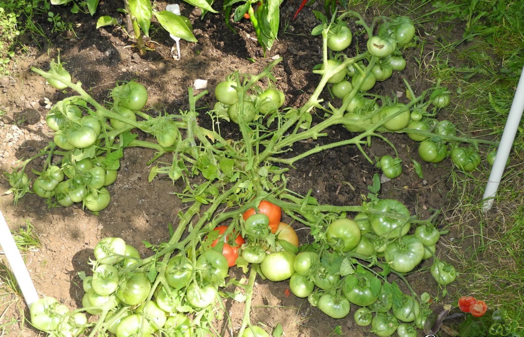 Семена помидор карлики семена томатов медок