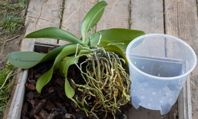 Пластиковый прозрачный горшок - один из лучших емкостей для орхидей