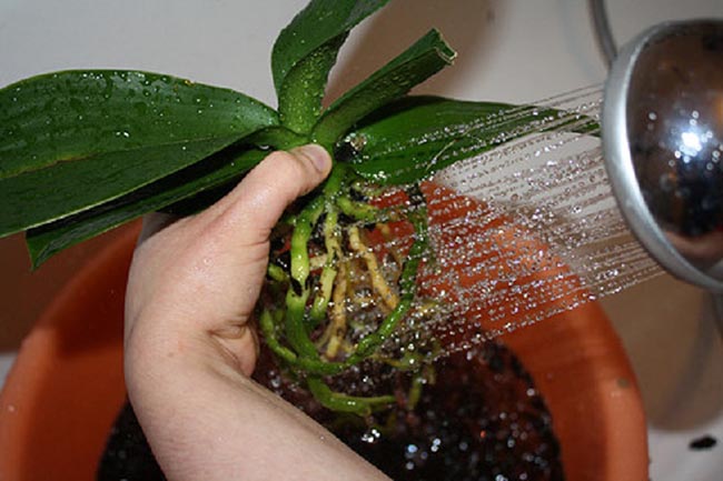 Промываем корни орхидеи под проточной водой