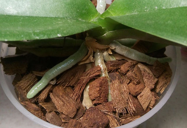 Орхидея посажена в кокосовые чипсы