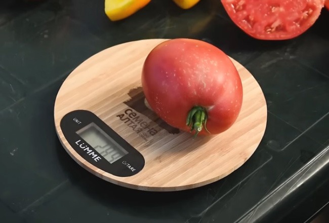 Плоды томата Настенька на весах 