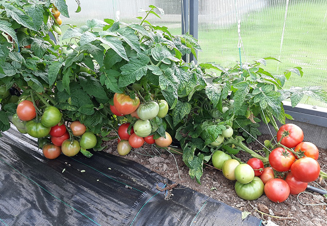 Сорт можно выращивать, как стелющийся томат