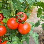 Описание сорта томата Санька