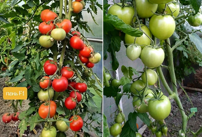 Растения очень урожайные, при правильной агротехнике усыпаны яркими томатами