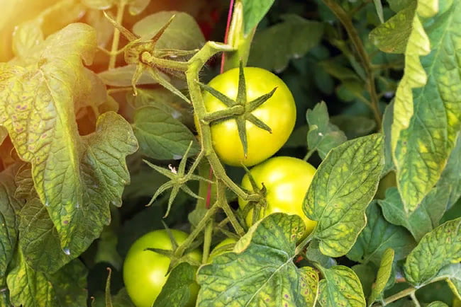 На фото - пятна на листве томатов при магниевом голодании