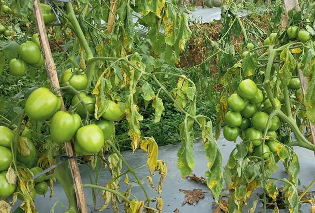 Фузариозное увядание на томатах