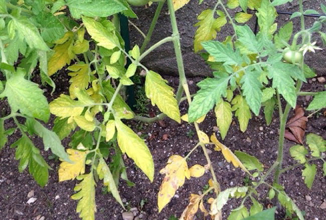 Пожелтение листьев томата при дефиците азота