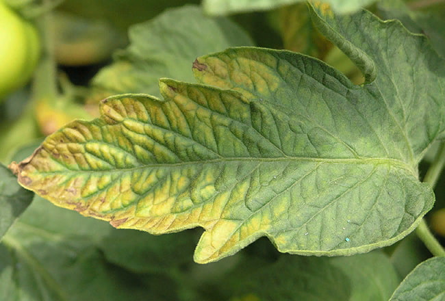 Краевой ожог на нижних листьях - симтом нехватки калия 